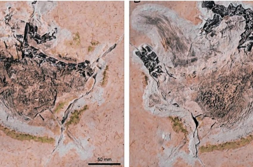  MINISTÉRIO Público Federal investiga saída de fóssil de dinossauro da Bacia do Araripe