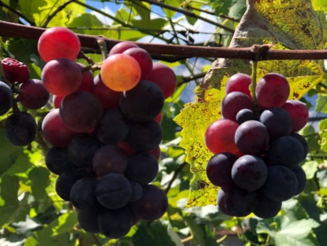  EXPERIMENTO mostra que Teresina tem potencial para produção de uva