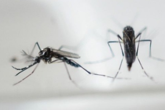  MORADOR de Porto Alegre do Piauí denuncia suposto descaso em relação ao não controle de mosquitos transmissores de doenças